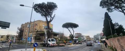 Il taglio dei pini presso la ex casa di Riposo Tosi